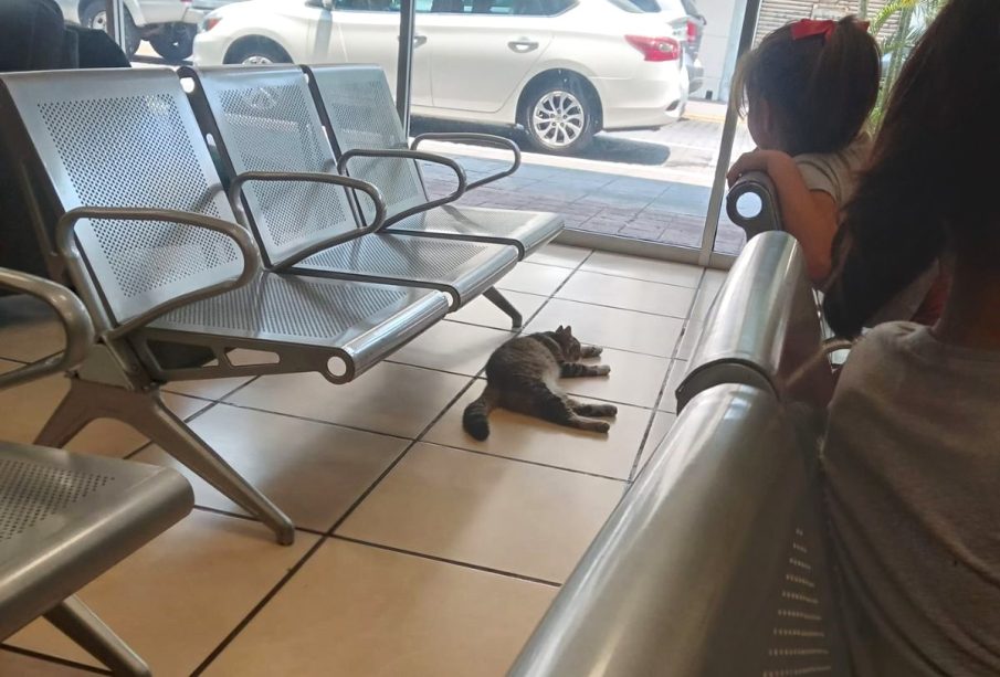 Gato en tienda Elektra