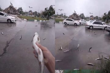 Peces caen en lluvia en Irán