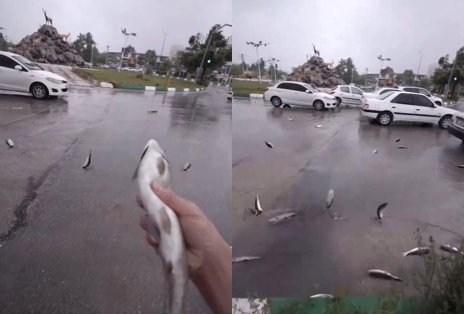 Peces caen en lluvia en Irán