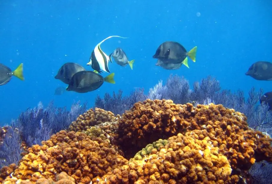 Peces en el mar