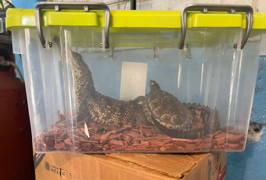 La Fiscalía General de la República (FGR) realizó un operativo en Xalapa, Veracruz, recuperando fauna silvestre protegida por leyes mexicanas