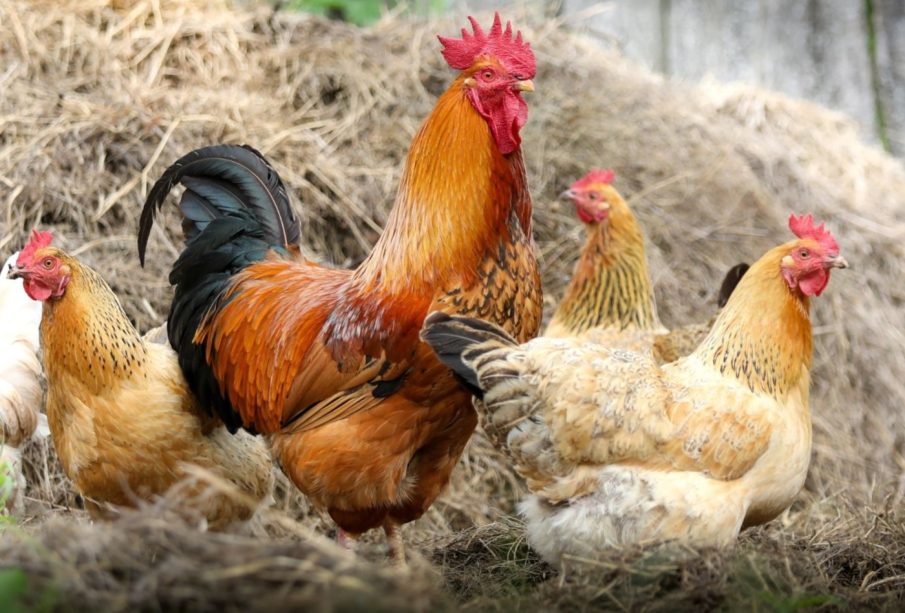 Gripe aviar H5N2 lo que se sabe de esta a enfermedad