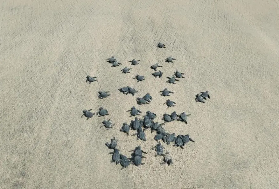 Nacen primeras crías de tortuga marina de la temporada