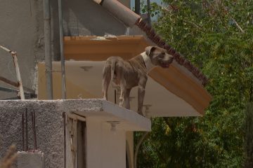 Perro arriba de la azotea