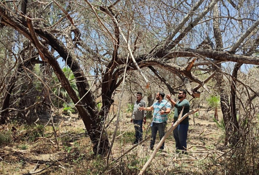 Reforestarán estero San José del Cabo