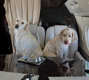 ¡Guau! Air Ladrido, la aerolínea de lujo para perros