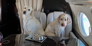 ¡Guau! Air Ladrido, la aerolínea de lujo para perros