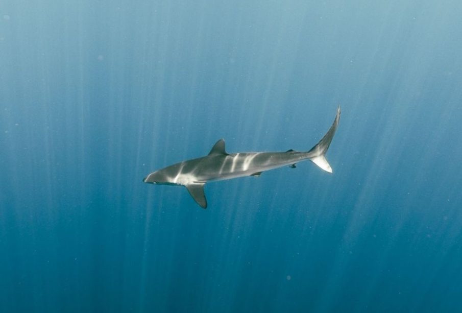 Tiburón en el Golfo de California