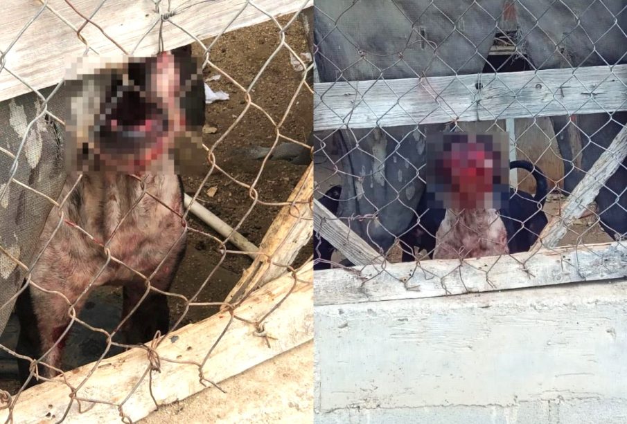 Animales son maltratados en Cabo San Lucas