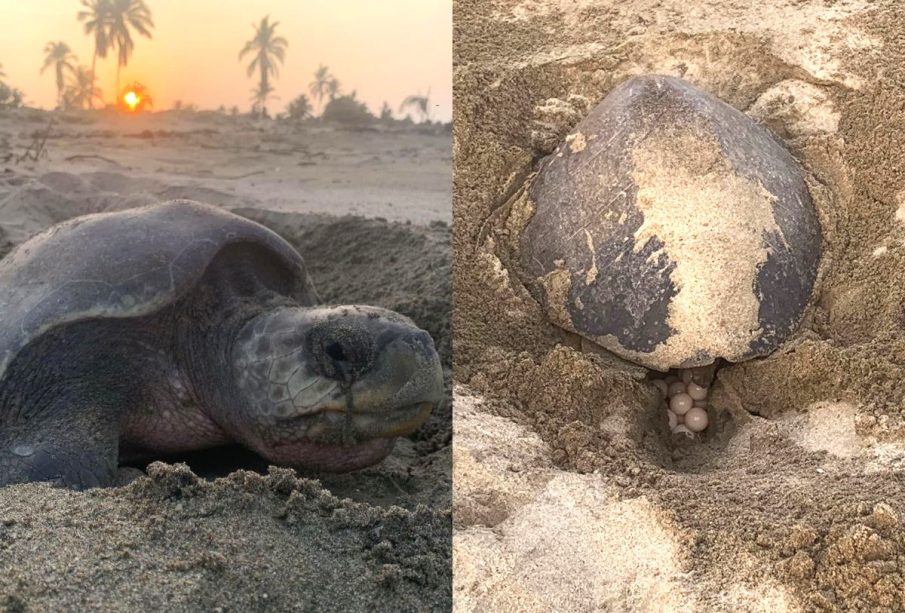 Tortugas están desovando en playas