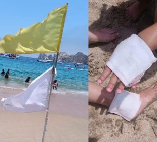 Medusas "botella azul" invaden playas de Los Cabos