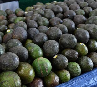 Aguacate a precio de oro, el kilo está a 150 pesos en Los Cabos