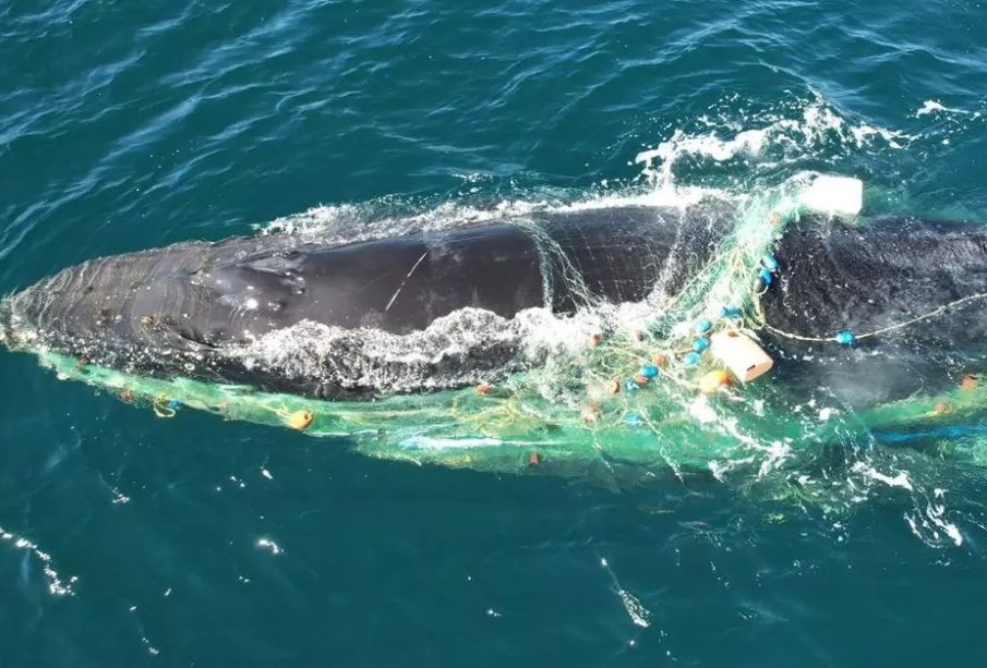 Buscan a ballena enmallada desde Los Cabos a La Paz