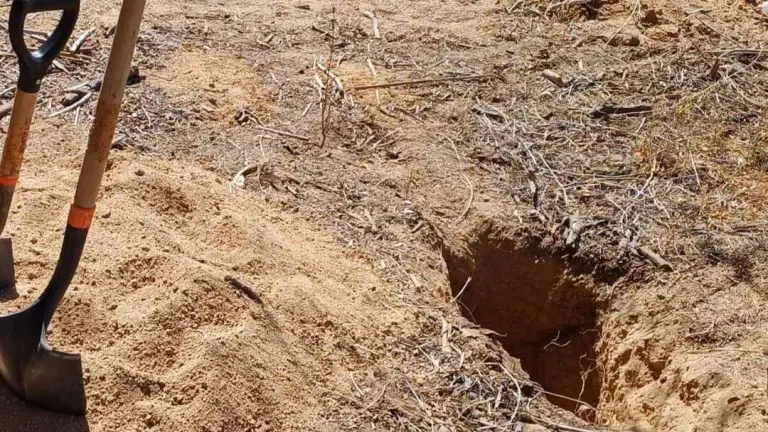 Colectivo de búsqueda solicita identificar cuerpos de fosas clandestinas