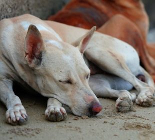 Día Mundial del Perro