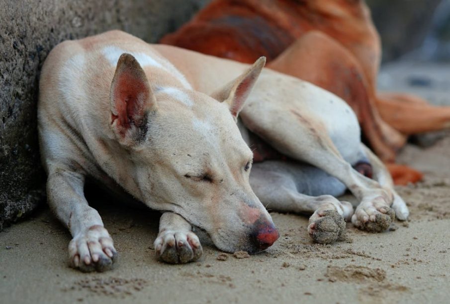 Día Mundial del Perro