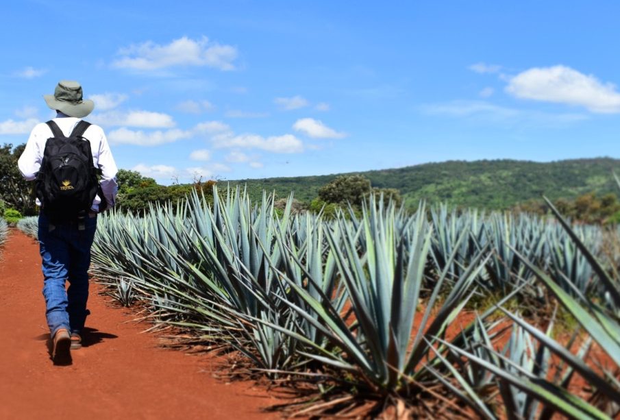 El Día Mundial del Tequila se celebra este 24 de julio