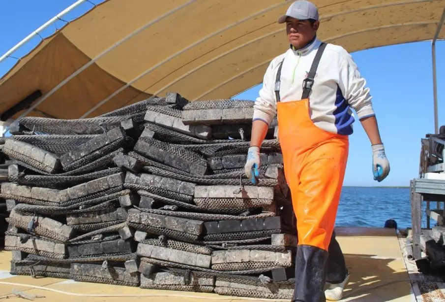 Gobierno del estado ha destinado 56 MDP al sector acuícola de BCS