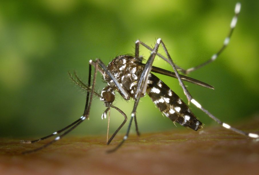 BCS superó los 600 casos de dengue, la mayoría Los Cabos