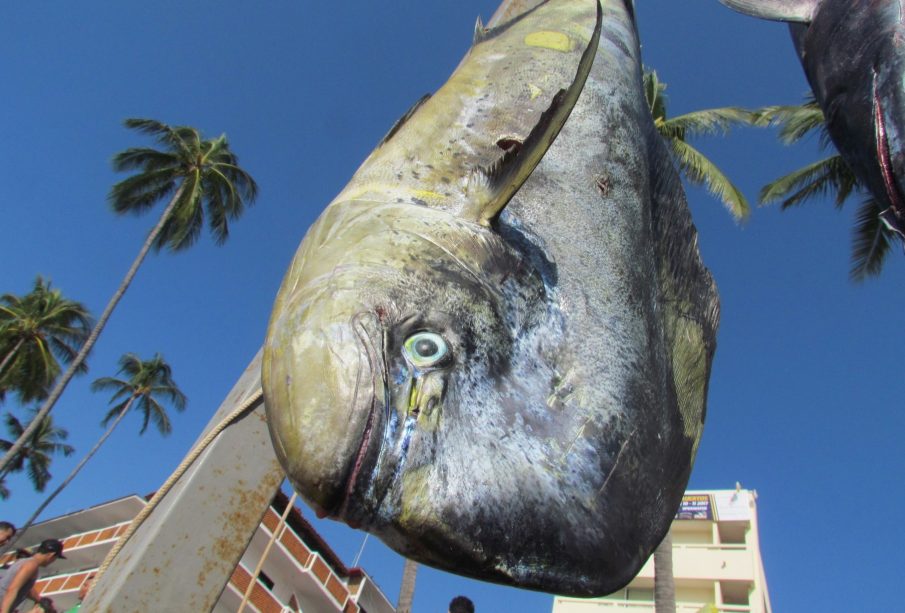 Comunidad de pesca deportiva alerta, intento de liberar al dorado