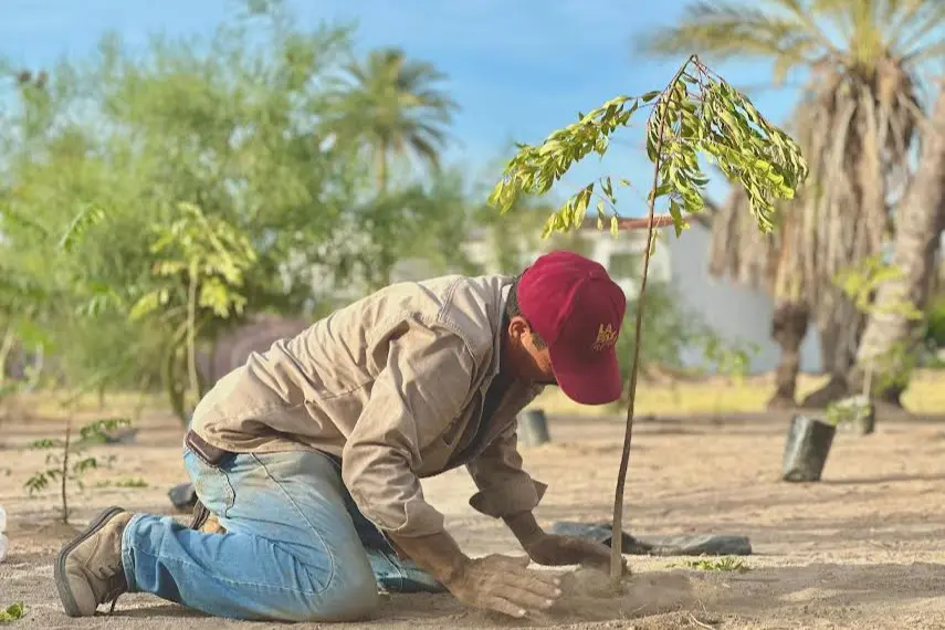 Continúa reforestación de espacios públicos