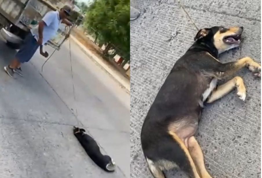 Crueldad animal en Comondú, perrita es arrastrada (Video)