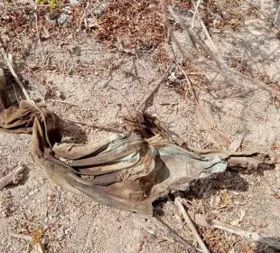 Descubren osamenta humana en La Paz