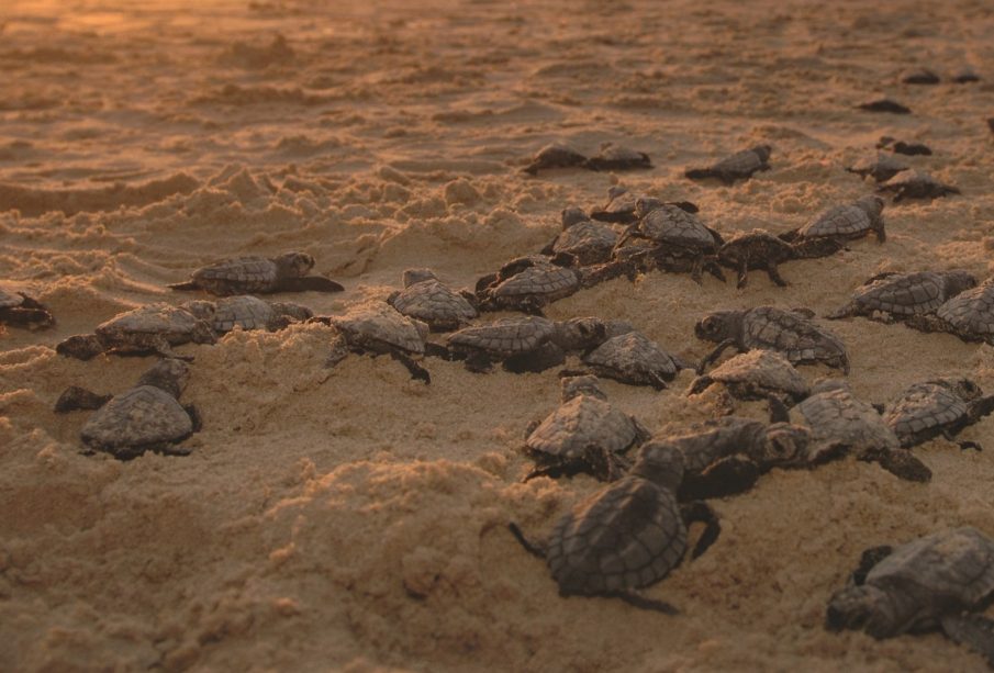 Los Cabos lidera la conservación de tortugas marinas en BCS