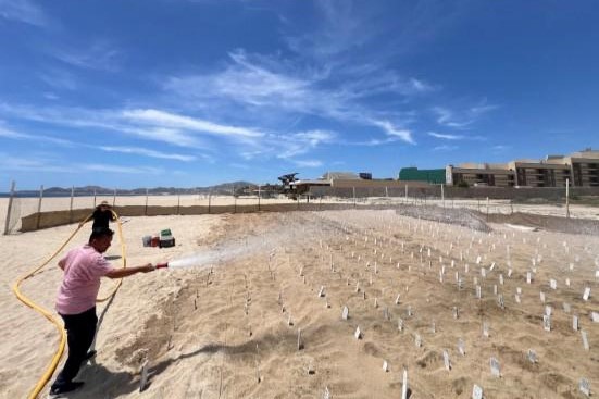 Refuerzan Riego en Corrales de Incubación de Tortugas Marinas en Los Cabos Debido a Altas Temperaturas