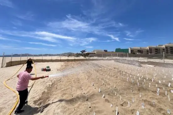 Refuerzan Riego en Corrales de Incubación de Tortugas Marinas en Los Cabos Debido a Altas Temperaturas