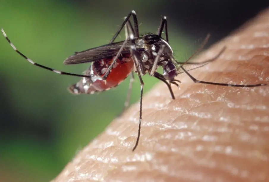 Dengue