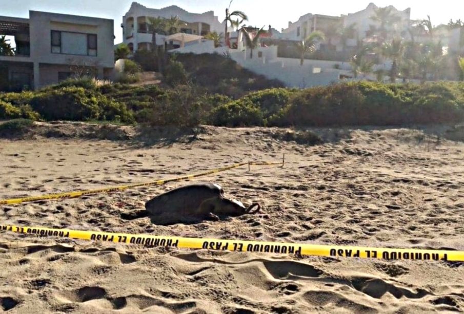 Tortuga muerta en playa