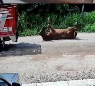 Hombre arrastra a caballo por las calles y huye, Bobadilla (Video)