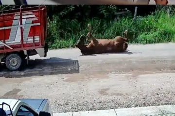 Hombre arrastra a caballo por las calles y huye, Bobadilla (Video)