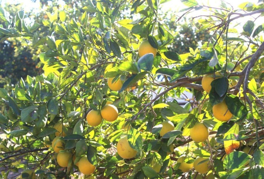 Cítricos tienen acuerdo entre autoridades y productores de Comondú