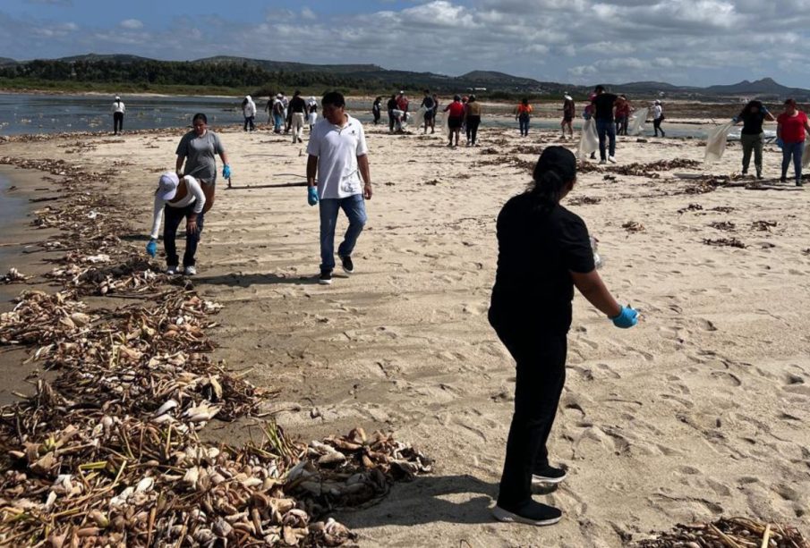 Personas limpiando playas