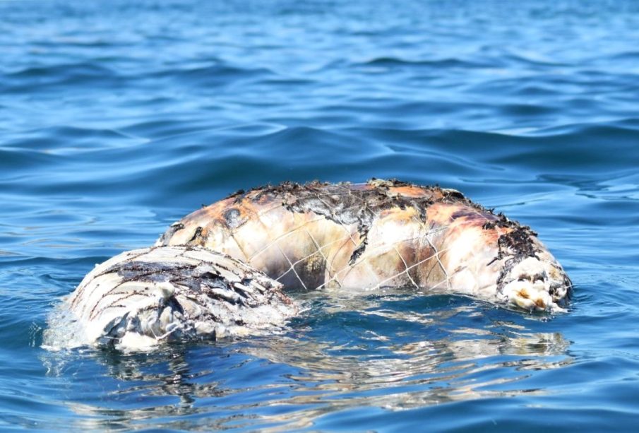 Lobo marino en el mar