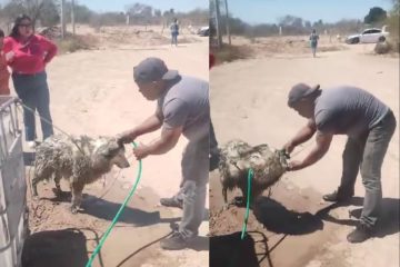 Hombre bañando a perro