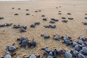 Arranca la liberación de tortugas en Todos Santos