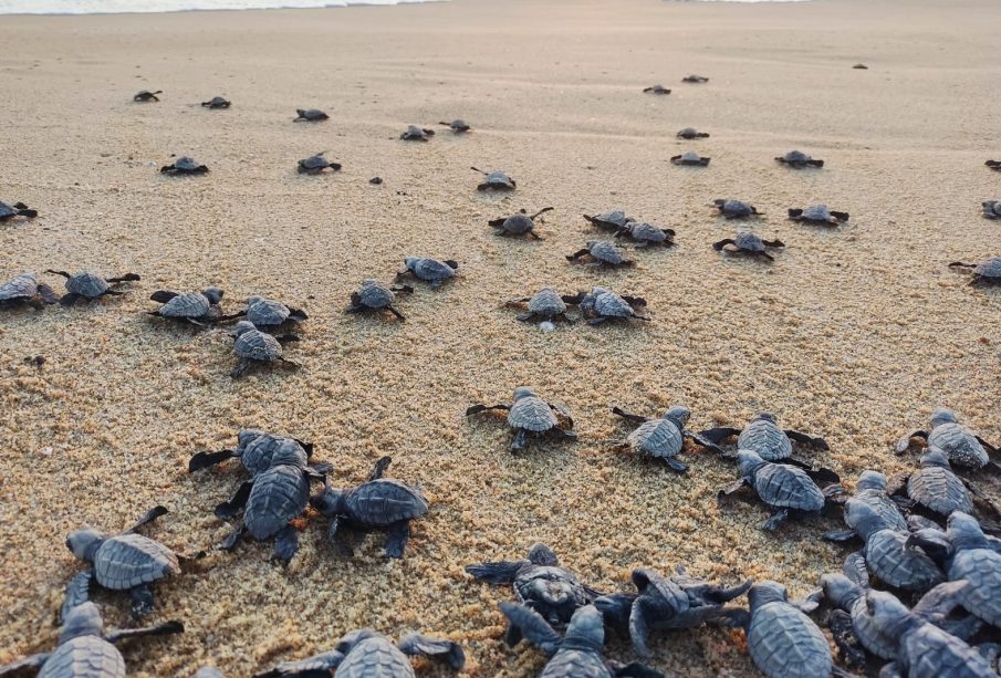 Arranca la liberación de tortugas en Todos Santos