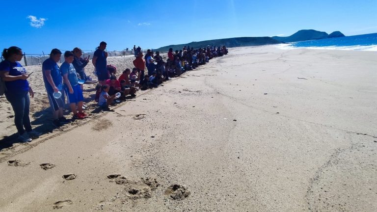 Arranca la liberación de tortugas en Todos Santos