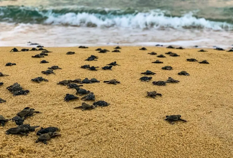 Liberación de tortugas, en su mejor momento en BCS