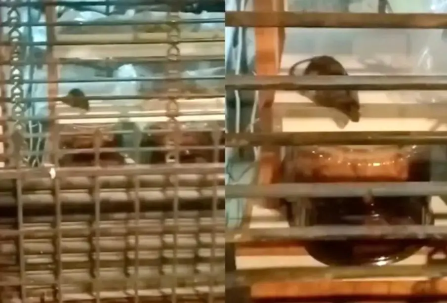 Rata en pastelería de la CDMX