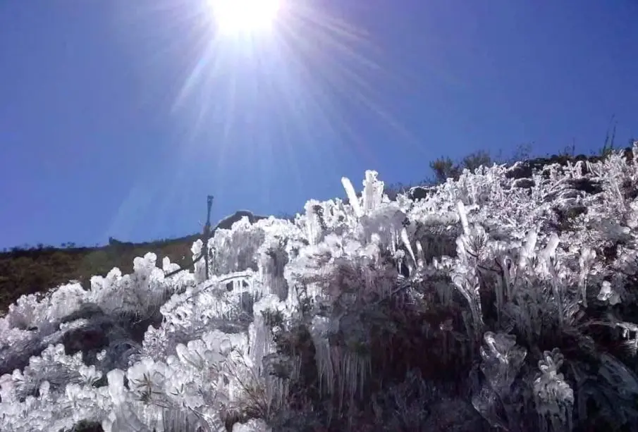 Copas de nieve en árbol tras heladas en BC