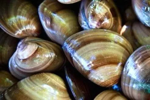 BCS logra producción pesquera de más de 166 mil toneladas