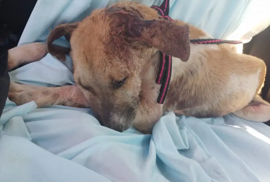 Cinco años de denuncias, cero sentencias, maltrato animal en BCS