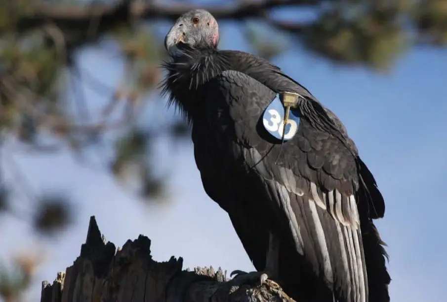 Cóndor de California regresa a la península de Baja California