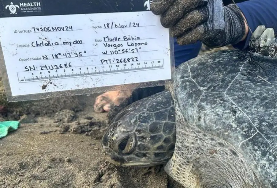 Monitorean tortugas del Parque Nacional Revillagigedo, transmisores