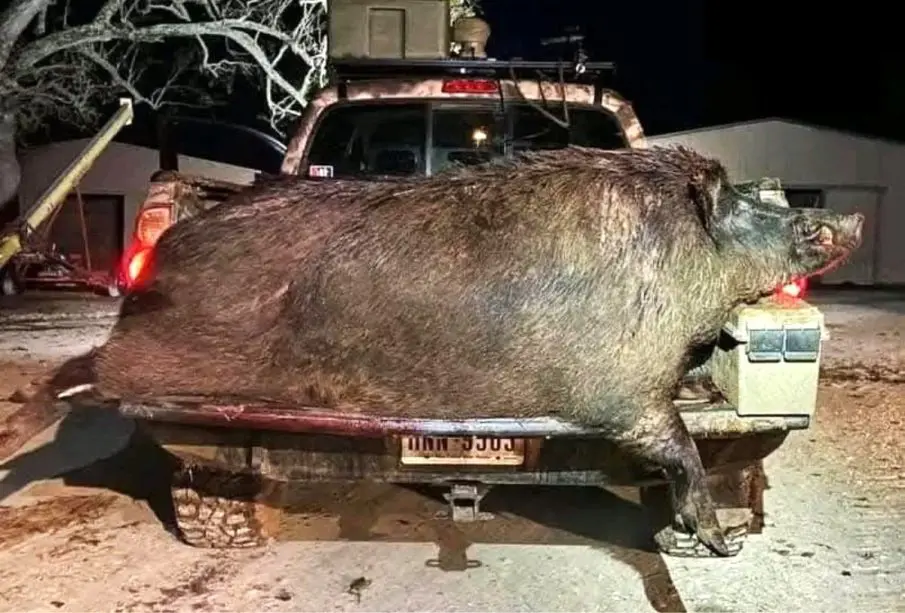 Jabalí gigante