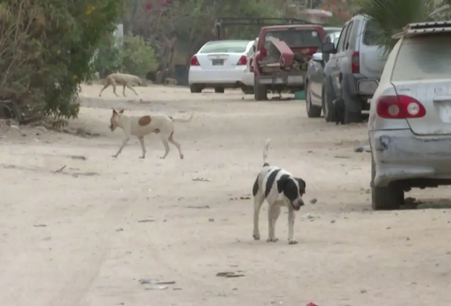 Animales en la calle